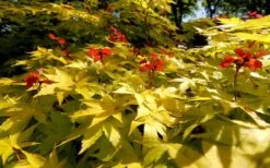 Summer Gold Japanese Maple - 1 Gallon Pot -Orchard Essence Picture Japanese Maple Summer Gold 8