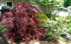 Tamukeyama Dwarf Red Japanese Maple - 1 Gallon Pot - High Grafted Tree Form -Orchard Essence Picture Japanese Maple Tamukeyama 3
