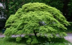 Viridis Dwarf Green Japanese Maple - 1 Gallon Pot -Orchard Essence Picture Japanese Maple Viridis