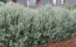 Pineapple Guava - Feijoa Sellowiana - 3 Gallon Pot -Orchard Essence Pineapple Guava Hedge