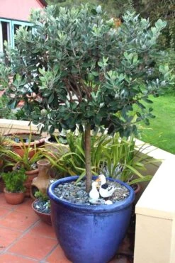 Pineapple Guava - Feijoa Sellowiana - 3 Gallon Pot -Orchard Essence Pineapple Guava In Pot 500x750 1