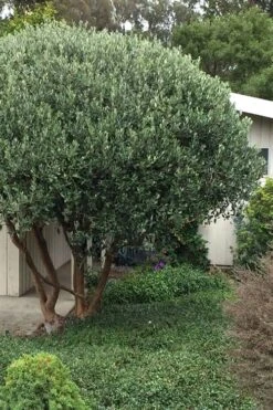 Pineapple Guava - Feijoa Sellowiana - 3 Gallon Pot -Orchard Essence Pineapple Guava Tree 21