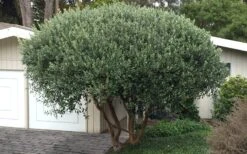 Pineapple Guava - Feijoa Sellowiana - 3 Gallon Pot -Orchard Essence Pineapple Guava Tree 22