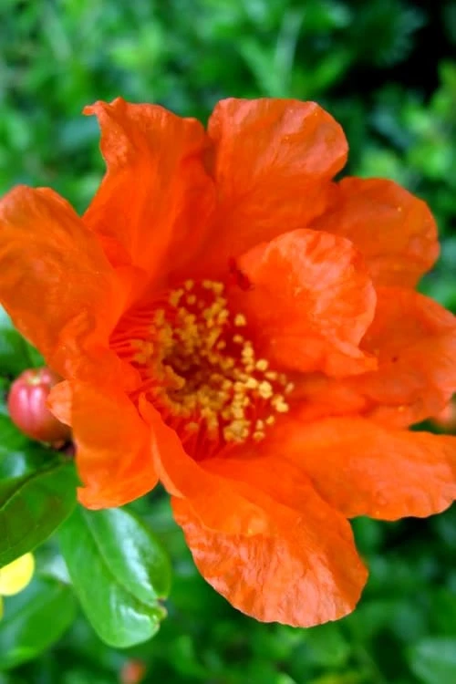 Russian Cold Hardy Pomegranate - 3 Gallon Pot 7 Russian Cold Hardy Pomegranate - 3 Gallon Pot - Image 5