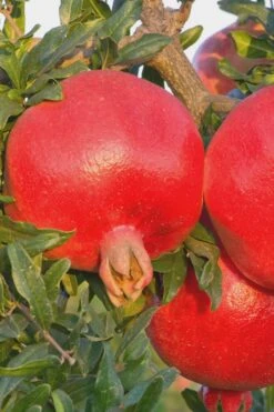 Salavatski Cold Hardy Russian Pomegranate - 3 Gallon Pot -Orchard Essence Pomegranate Russian 26 Rev 500x750 1