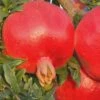 Russian 26 Cold Hardy Pomegranate - 3 Gallon Pot -Orchard Essence Pomegranate Russian 26 Rev 500x750 3
