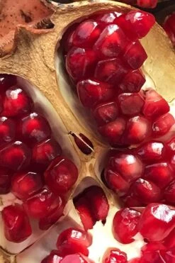 Salavatski Cold Hardy Russian Pomegranate - 3 Gallon Pot -Orchard Essence Pomegranate Salavatski 2