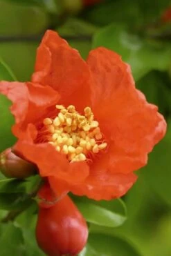 Salavatski Cold Hardy Russian Pomegranate - 3 Gallon Pot -Orchard Essence Pomegranate Salavatski 3