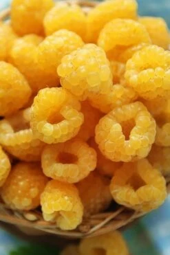 Fall Gold Raspberry - 1 Gallon Pot -Orchard Essence Raspberry Fall Gold 2