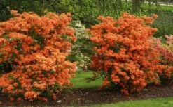 Gibraltar Azalea (Rhododendron) - 3 Gallon Pot -Orchard Essence Rhododendron Gibraltar 1