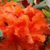 Gibraltar Azalea (Rhododendron) - 3 Gallon Pot -Orchard Essence Rhododendron Gibraltar 5