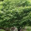 Hornbeam Maple (Acer Carpinifolium) - 3 Gallon Pot 1 Hornbeam Maple (Acer Carpinifolium) - 3 Gallon Pot -Orchard Essence acer carpinifolium hornbeam maple tree 3