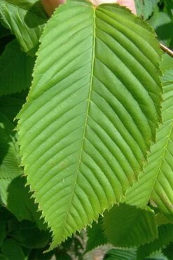 Hornbeam Maple (Acer Carpinifolium) - 3 Gallon Pot -Orchard Essence acer carpinifolium hornbeam maple tree 4