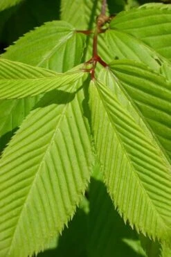 Hornbeam Maple (Acer Carpinifolium) - 3 Gallon Pot -Orchard Essence acer carpinifolium hornbeam maple tree 5
