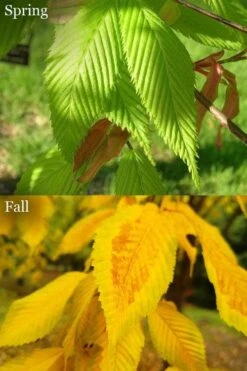 Hornbeam Maple (Acer Carpinifolium) - 3 Gallon Pot -Orchard Essence acer carpinifolium hornbeam maple tree 6