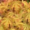 Anne Irene Japanese Maple - 3 Gallon Pot -Orchard Essence acer palmatum anne irene japanese maple 2
