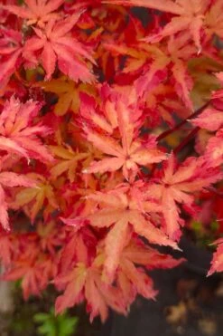 Anne Irene Japanese Maple - 3 Gallon Pot -Orchard Essence acer palmatum anne irene japanese maple 5