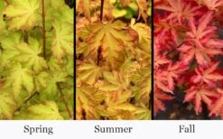 Anne Irene Japanese Maple - 3 Gallon Pot -Orchard Essence acer palmatum anne irene japanese maple 6