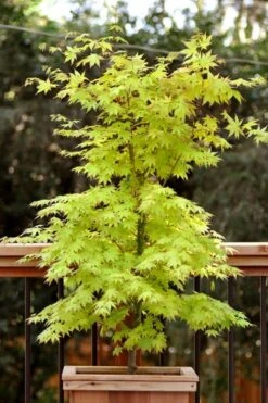 Anne Irene Japanese Maple - 3 Gallon Pot -Orchard Essence acer palmatum anne irene japanese maple 7