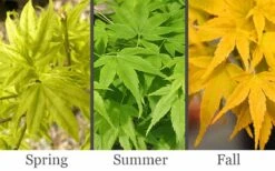 Aoyagi Japanese Maple (Ukon) - 5 Gallon Pot -Orchard Essence acer palmatum aoyagi japanese maple 2