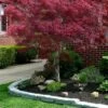Ribbon Leaf Japanese Maple (Acer Palmatum 'Atrolineare') - 3 Gallon Pot -Orchard Essence acer palmatum atrolineare ribbon leaf japanese maple 1
