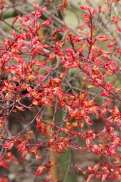 Beni Hime Dwarf Japanese Maple - 3 Gallon Pot -Orchard Essence acer palmatum beni hime japanese maple 5