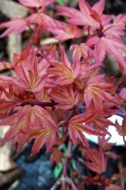 Beni Hime Dwarf Japanese Maple - 3 Gallon Pot -Orchard Essence acer palmatum beni hime japanese maple 8