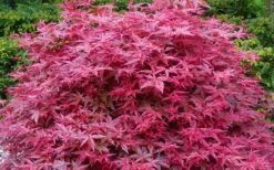 'Beni Maiko' Red Dancing Girl Japanese Maple - 5 Gallon Pot 11 'Beni Maiko' Red Dancing Girl Japanese Maple - 5 Gallon Pot -Orchard Essence acer palmatum beni maiko japanese maple 2 2
