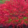'Beni Maiko' Red Dancing Girl Japanese Maple - 2 Gallon Pot -Orchard Essence acer palmatum beni maiko japanese maple 4