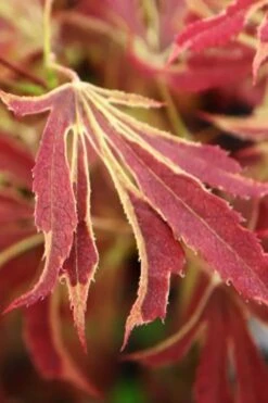 'Beni Shi En' Purple Smoke Japanese Maple - 3 Gallon Pot -Orchard Essence acer palmatum beni shi en japanese maple tree 15