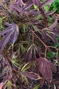 'Beni Shi En' Purple Smoke Japanese Maple - 3 Gallon Pot -Orchard Essence acer palmatum beni shi en japanese maple tree 20