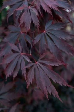 Black Lace Japanese Maple - 6 Gallon Pot -Orchard Essence acer palmatum black lace japanese maple 1