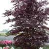 Black Lace Japanese Maple - 6 Gallon Pot -Orchard Essence acer palmatum black lace japanese maple 2