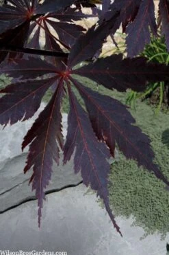 Black Lace Japanese Maple - 6 Gallon Pot -Orchard Essence acer palmatum black lace japanese maple 3
