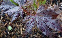 Black Lace Japanese Maple - 6 Gallon Pot -Orchard Essence acer palmatum black lace japanese maple 4