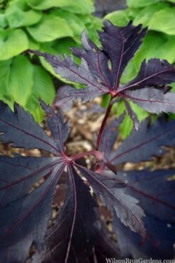 Black Lace Japanese Maple - 6 Gallon Pot -Orchard Essence acer palmatum black lace japanese maple 5