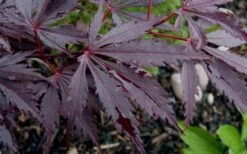 Black Lace Japanese Maple - 6 Gallon Pot -Orchard Essence acer palmatum black lace japanese maple 9