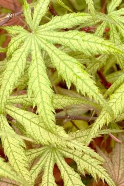 Blonde Beauty Japanese Maple - 3 Gallon Pot -Orchard Essence acer palmatum blonde beauty japanese maple 3