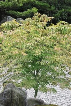 Blonde Beauty Japanese Maple - 3 Gallon Pot -Orchard Essence acer palmatum blonde beauty japanese maple 5