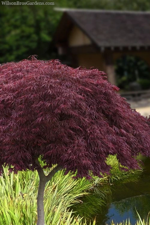 Crimson Queen Dwarf Japanese Maple (High Graft Tree Form) - 2 Gallon Pot 3 Crimson Queen Dwarf Japanese Maple (High Graft Tree Form) - 2 Gallon Pot