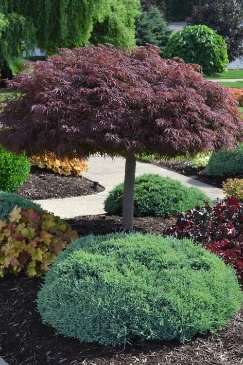 Crimson Queen Dwarf Japanese Maple (High Graft Tree Form) - 2 Gallon Pot 8 Crimson Queen Dwarf Japanese Maple (High Graft Tree Form) - 2 Gallon Pot - Image 6