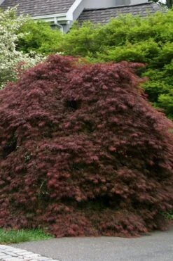 Crimson Queen Dwarf Japanese Maple - 2 Gallon Pot -Orchard Essence acer palmatum dissectum crimson queen low graft shrub form 1 1