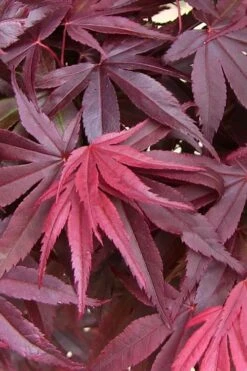 Emperor 1 Japanese Maple - 2 Gallon Pot 13 Emperor 1 Japanese Maple - 2 Gallon Pot -Orchard Essence acer palmatum emperor 1 japanese maple 20 3