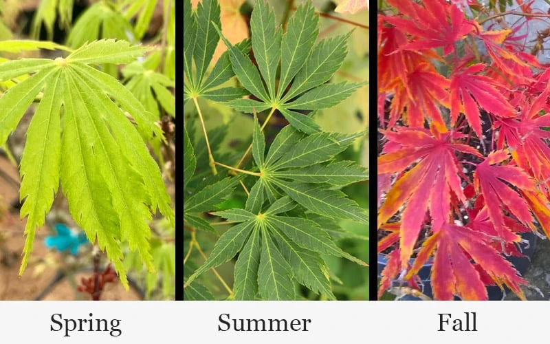 Fascination Japanese Maple - 3 Gallon Pot 7 Fascination Japanese Maple - 3 Gallon Pot - Image 5