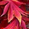 Fascination Japanese Maple - 3 Gallon Pot -Orchard Essence acer palmatum fascination japanese maple foliage colors 7