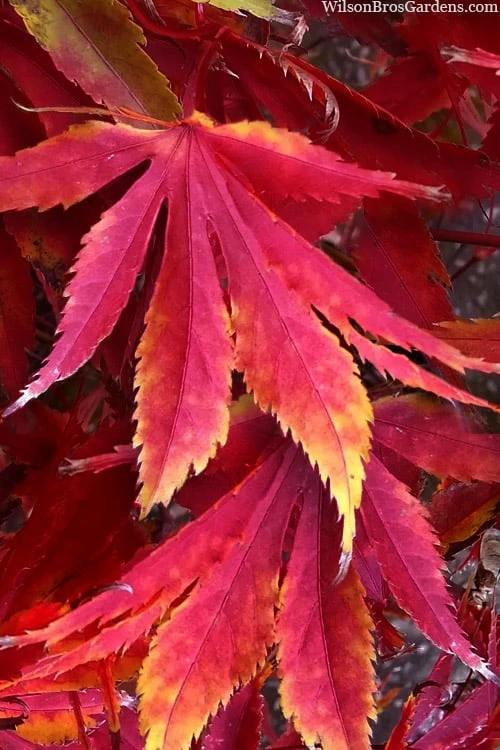 Fascination Japanese Maple - 3 Gallon Pot 3 Fascination Japanese Maple - 3 Gallon Pot