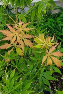 Fascination Japanese Maple - 3 Gallon Pot 13 Fascination Japanese Maple - 3 Gallon Pot -Orchard Essence acer palmatum fascination japanese maple summer color 1