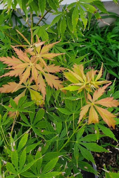 Fascination Japanese Maple - 3 Gallon Pot 8 Fascination Japanese Maple - 3 Gallon Pot - Image 6