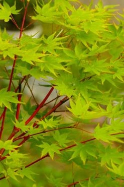 Fjellheim Dwarf Coral Bark Japanese Maple - 3 Gallon Pot -Orchard Essence acer palmatum fhellheim dwarf coral bark japanese maple 5