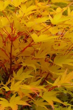 Fjellheim Dwarf Coral Bark Japanese Maple - 3 Gallon Pot -Orchard Essence acer palmatum fhellheim dwarf coral bark japanese maple 6